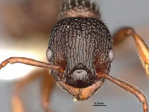 Myrmica monticola specimen CASENT4031388 image casent4031388_3