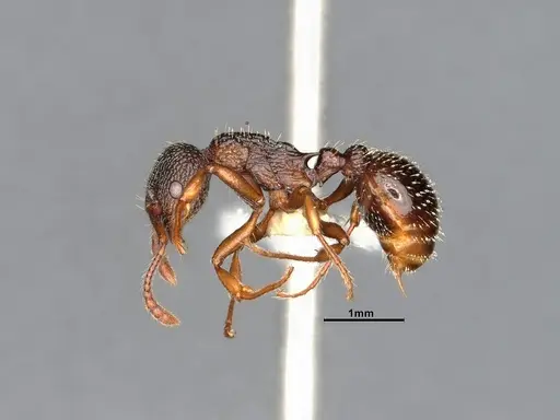 Myrmica monticola specimen CASENT4031388 image casent4031388_4