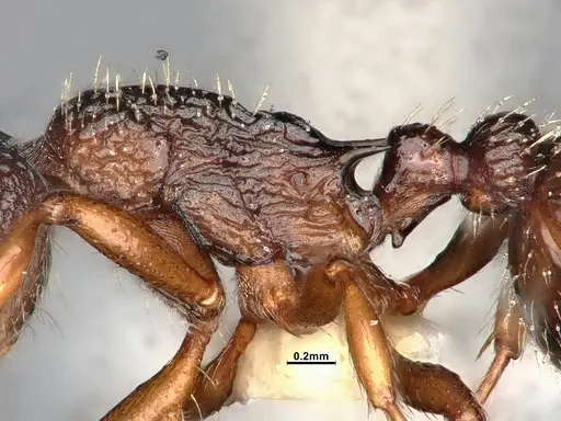 Myrmica monticola specimen CASENT4031388 image casent4031388_5