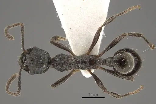 Myrmica multiplex specimen CASENT0917713 image casent0917713_1