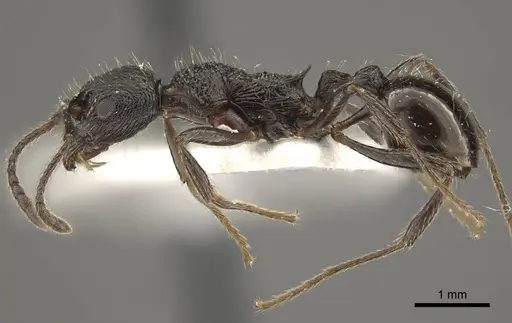 Myrmica multiplex specimen CASENT0917713 image casent0917713_2