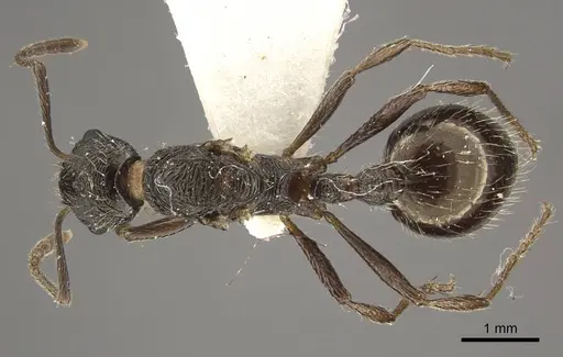 Myrmica multiplex specimen CASENT0917714 image casent0917714_1