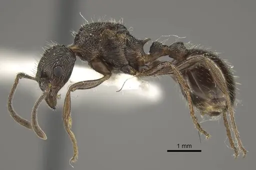 Myrmica multiplex specimen CASENT0917714 image casent0917714_4