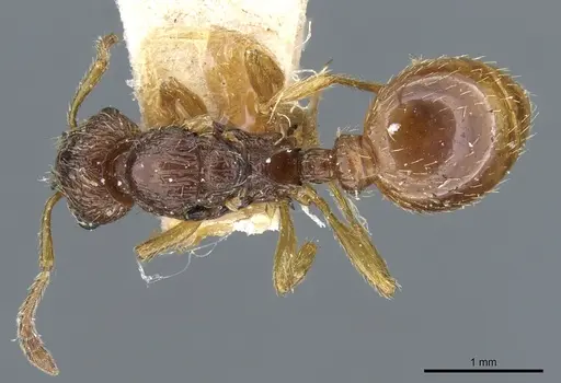 Myrmica myrmicoxena specimen CASENT0904075 image casent0904075_1
