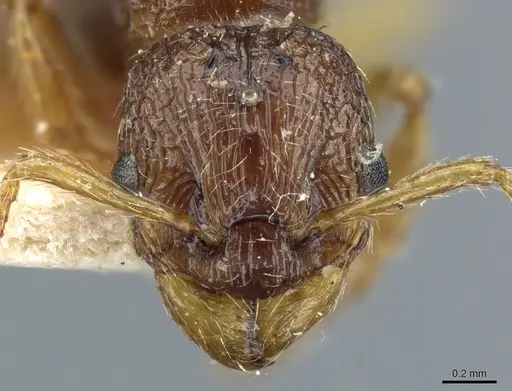 Myrmica myrmicoxena specimen CASENT0904075 image casent0904075_2