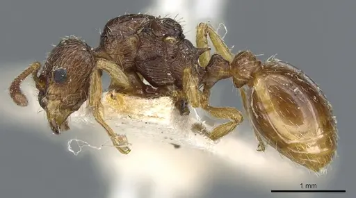 Myrmica myrmicoxena specimen CASENT0904075 image casent0904075_3