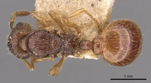 Myrmica myrmicoxena specimen CASENT0907641 image casent0907641_1