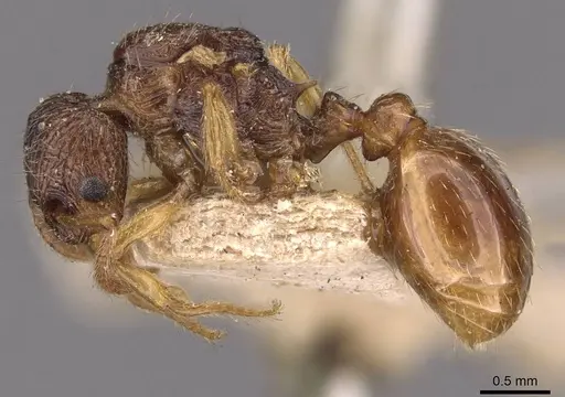 Myrmica myrmicoxena specimen CASENT0907641 image casent0907641_3
