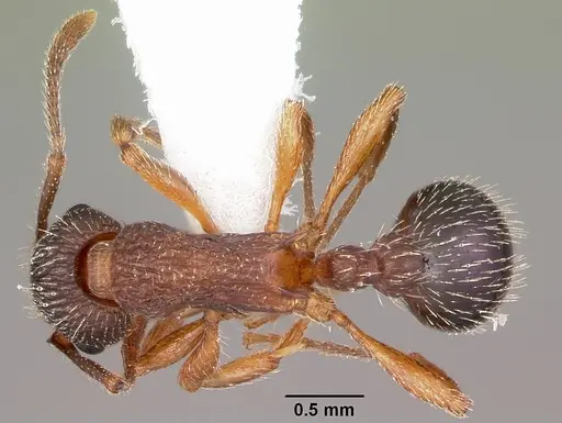 Myrmica nearctica specimen CASENT0104835 image casent0104835_1