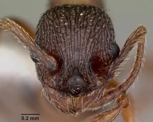 Myrmica nearctica specimen CASENT0104835 image casent0104835_2