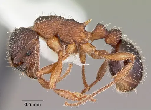 Myrmica nearctica specimen CASENT0104835 image casent0104835_3