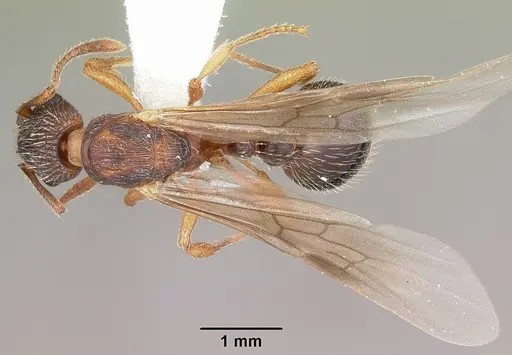 Myrmica nearctica specimen CASENT0104836 image casent0104836_1
