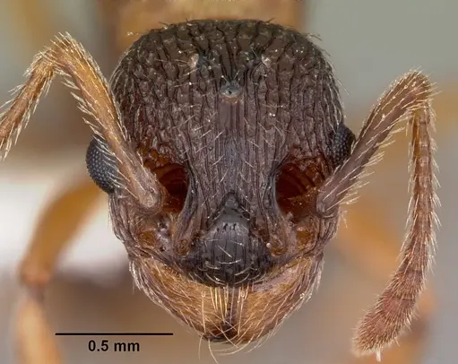 Myrmica nearctica specimen CASENT0104836 image casent0104836_2