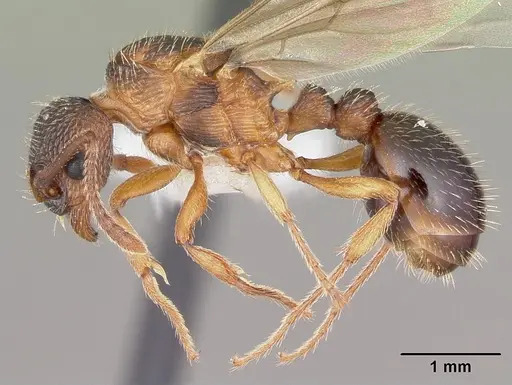 Myrmica nearctica specimen CASENT0104836 image casent0104836_3