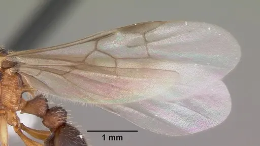Myrmica nearctica specimen CASENT0104836 image casent0104836_4