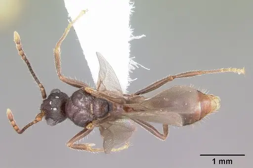 Myrmica nearctica specimen CASENT0104837 image casent0104837_1