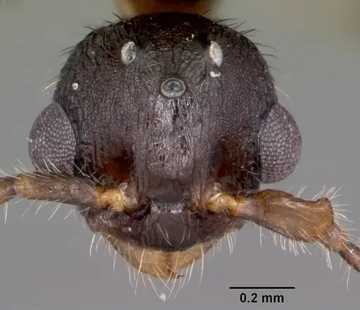Myrmica nearctica specimen CASENT0104837 image casent0104837_2