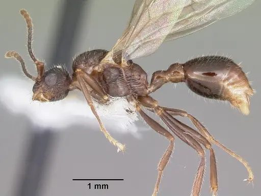 Myrmica nearctica specimen CASENT0104837 image casent0104837_3