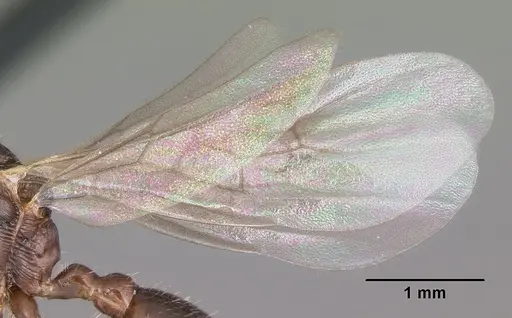 Myrmica nearctica specimen CASENT0104837 image casent0104837_4