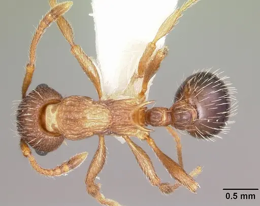 Myrmica nearctica specimen CASENT0104839 image casent0104839_1