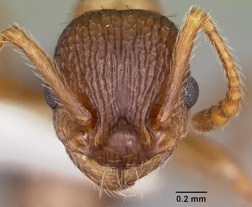 Myrmica nearctica specimen CASENT0104839 image casent0104839_2