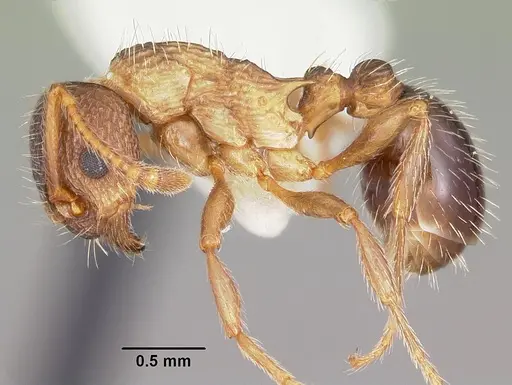 Myrmica nearctica specimen CASENT0104839 image casent0104839_3
