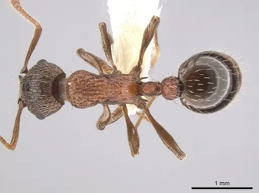 Myrmica nearctica specimen CASENT0634032 image casent0634032_1