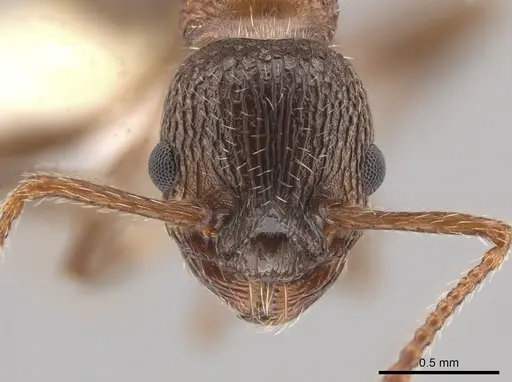 Myrmica nearctica specimen CASENT0634032 image casent0634032_2