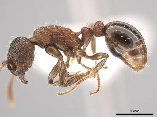 Myrmica nearctica specimen CASENT0634032 image casent0634032_3