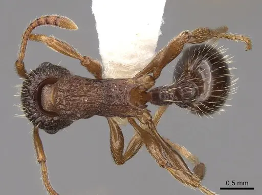 Myrmica nearctica specimen CASENT0922758 image casent0922758_1
