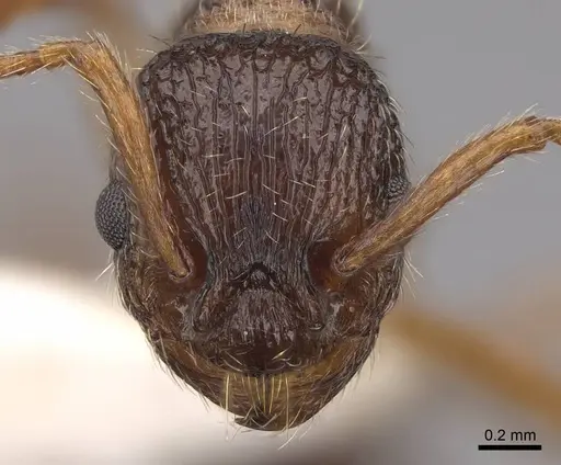 Myrmica nearctica specimen CASENT0922758 image casent0922758_2