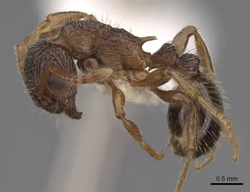 Myrmica nearctica specimen CASENT0922758 image casent0922758_3
