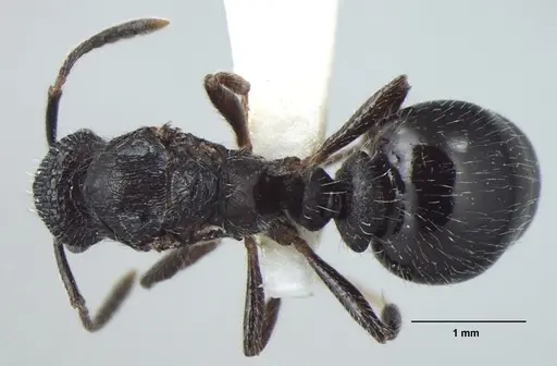 Myrmica nefaria specimen ANTWEB1008041 image antweb1008041_1