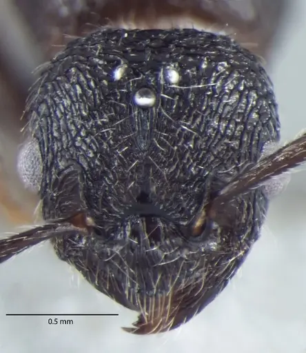 Myrmica nefaria specimen ANTWEB1008041 image antweb1008041_2
