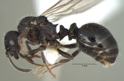 Myrmica nefaria specimen ANTWEB1008041 image antweb1008041_3