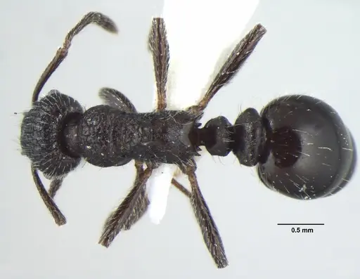 Myrmica nefaria specimen ANTWEB1008042 image antweb1008042_1