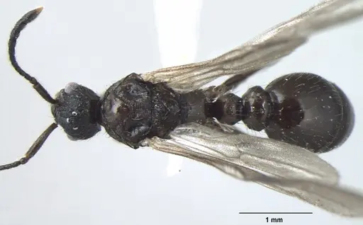 Myrmica nefaria specimen ANTWEB1008043 image antweb1008043_1