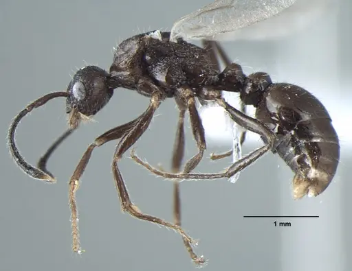 Myrmica nefaria specimen ANTWEB1008043 image antweb1008043_3