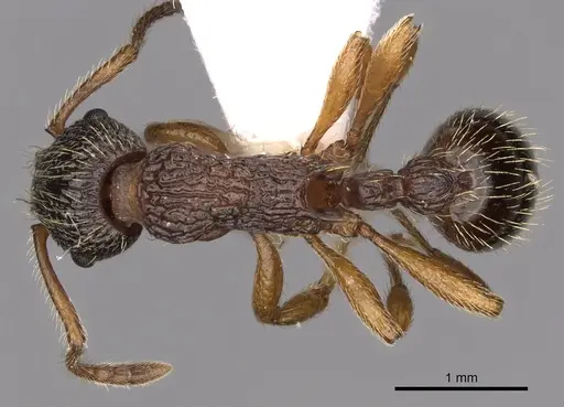 Myrmica onoyamai specimen CASENT0900295 image casent0900295_1