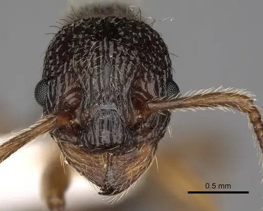 Myrmica onoyamai specimen CASENT0900295 image casent0900295_2