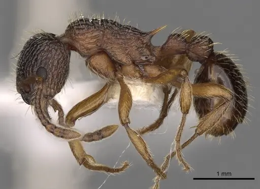 Myrmica onoyamai specimen CASENT0900295 image casent0900295_3
