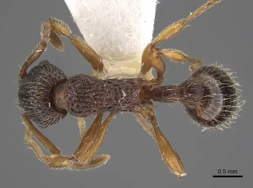 Myrmica onoyamai specimen CASENT0917505 image casent0917505_1