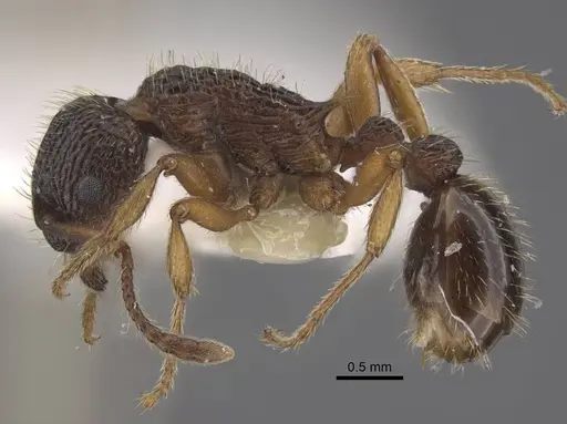Myrmica onoyamai specimen CASENT0917505 image casent0917505_3