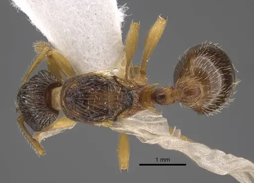 Myrmica onoyamai specimen CASENT0917506 image casent0917506_1