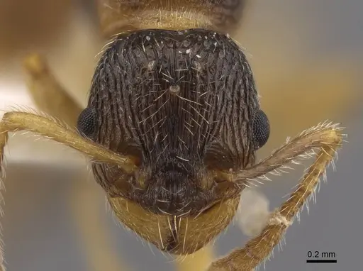 Myrmica onoyamai specimen CASENT0917506 image casent0917506_2