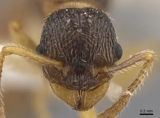Myrmica onoyamai specimen CASENT0917506 image casent0917506_3