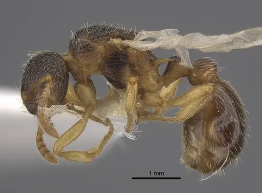 Myrmica onoyamai specimen CASENT0917506 image casent0917506_4