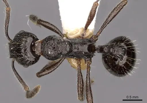 Myrmica ordinaria specimen CASENT0900302 image casent0900302_1