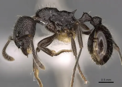 Myrmica ordinaria specimen CASENT0900302 image casent0900302_3