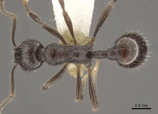 Myrmica ordinaria specimen CASENT0917709 image casent0917709_1